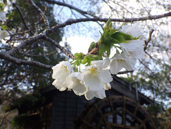 【春風に揺れる桜】森の水車のサクラ咲く・シモクレンとの共演