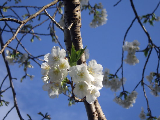 【春風に揺れる桜】森の水車のサクラ咲く・シモクレンとの共演
