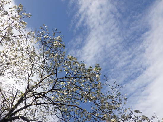 【春風に揺れる桜】森の水車のサクラ咲く・シモクレンとの共演