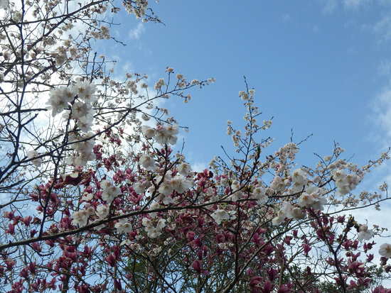 【春風に揺れる桜】森の水車のサクラ咲く・シモクレンとの共演