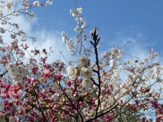 【春風に揺れる桜】森の水車のサクラ咲く・シモクレンとの共演