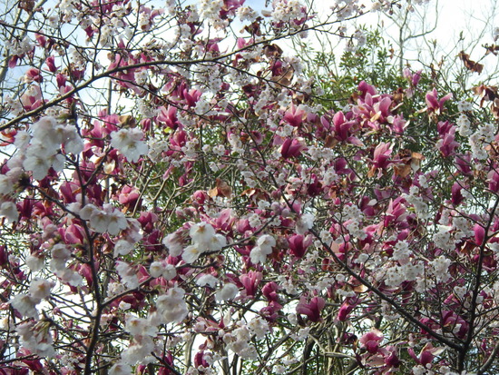 【春風に揺れる桜】森の水車のサクラ咲く・シモクレンとの共演