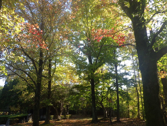 【秋の散歩道】花ひらく山茶花（さざんか）！落ち葉で秋の色の水車公園