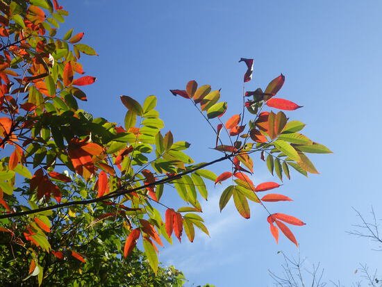 【秋の散歩道】花ひらく山茶花（さざんか）！落ち葉で秋の色の水車公園