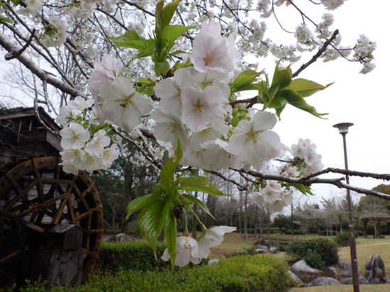 【春風に揺れる桜】満開の桜と水車小屋の風景　　ヒヨドリもご満悦の春爛漫