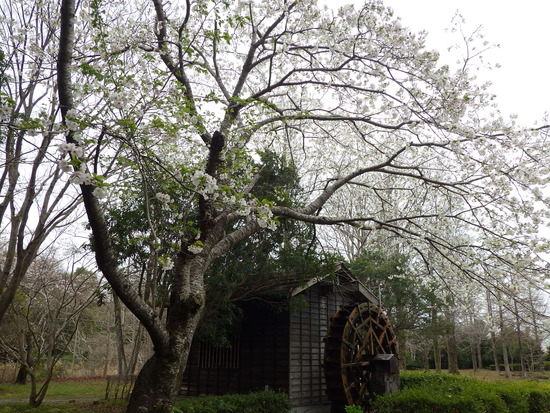【春風に揺れる桜】満開の桜と水車小屋の風景　　ヒヨドリもご満悦の春爛漫