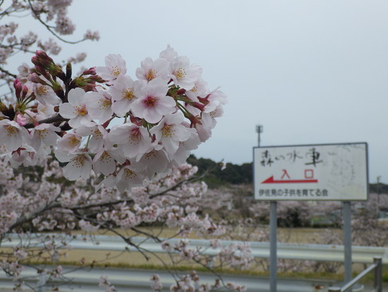 【春風に揺れる桜】満開の桜と水車小屋の風景　　ヒヨドリもご満悦の春爛漫