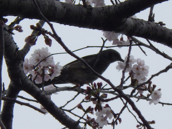 【春風に揺れる桜】満開の桜と水車小屋の風景　　ヒヨドリもご満悦の春爛漫