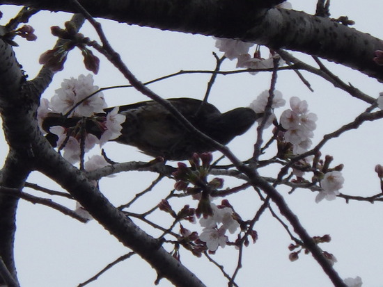 【春風に揺れる桜】満開の桜と水車小屋の風景　　ヒヨドリもご満悦の春爛漫