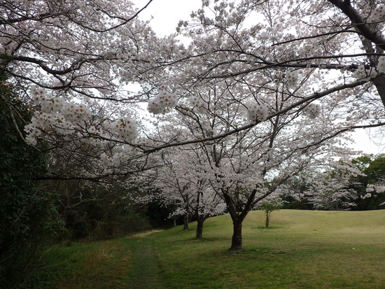 【春風に揺れる桜】満開の桜と水車小屋の風景　　ヒヨドリもご満悦の春爛漫