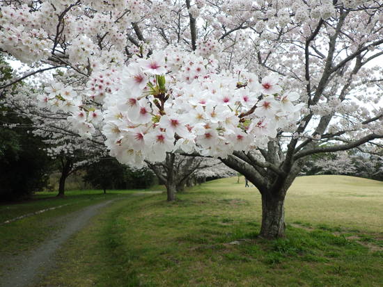 【春風に揺れる桜】満開の桜と水車小屋の風景　　ヒヨドリもご満悦の春爛漫