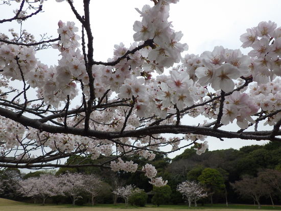 【春風に揺れる桜】満開の桜と水車小屋の風景　　ヒヨドリもご満悦の春爛漫