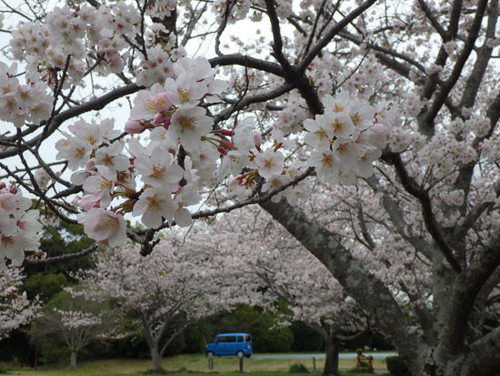 【春風に揺れる桜】満開の桜と水車小屋の風景　　ヒヨドリもご満悦の春爛漫