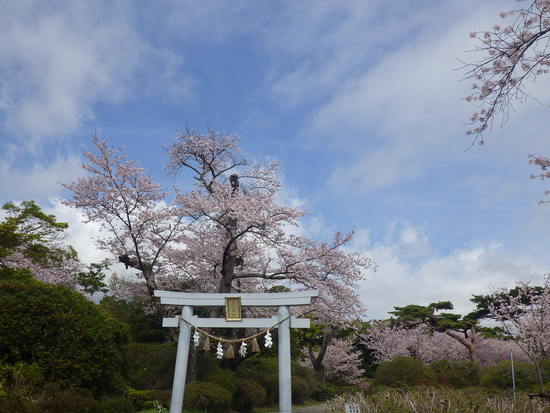 【春風に揺れる桜】磐田市つつじ公園の満開桜！　桜吹雪の風景