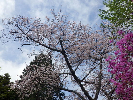 【春風に揺れる桜】磐田市つつじ公園の満開桜！　桜吹雪の風景