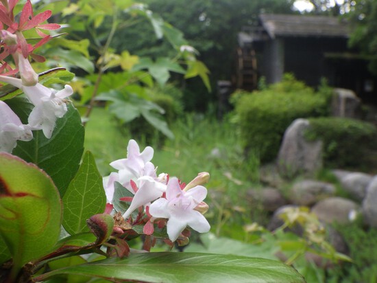 【夏の光で咲く花々2024】梅雨に咲く花の写真集