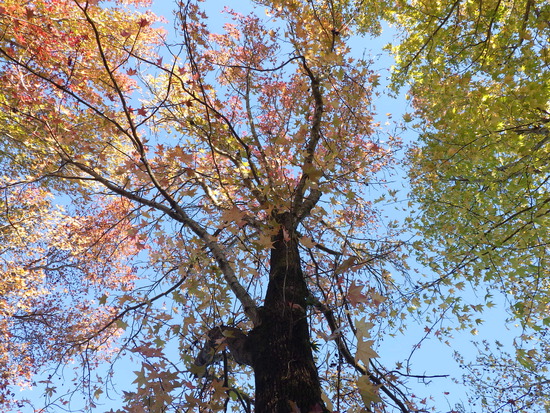 【秋の散歩道】紅葉の森で見上げる空・紅葉の道に咲く花
