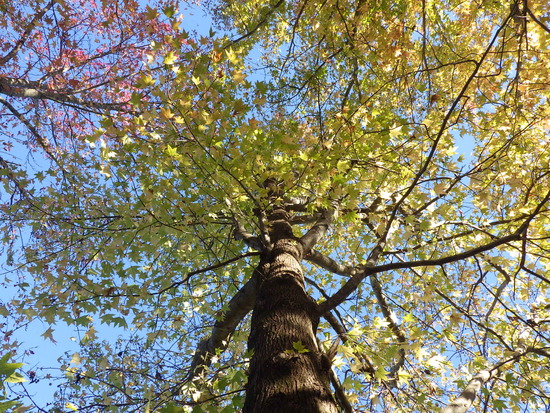【秋の散歩道】紅葉の森で見上げる空・紅葉の道に咲く花