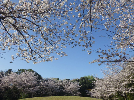 【水車公園の春】春の彩り・桜づくしの朝　満開の宝物の風景