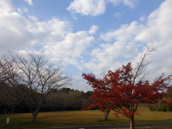 【はままつの空2023】11/20～11/26　一週間の空の欠片まとめ