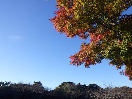 【秋の散歩道】朝陽と紅葉に包まれた風景・輝く朝