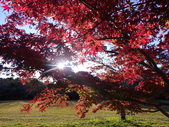 【秋の散歩道】朝陽と紅葉に包まれた風景・輝く朝