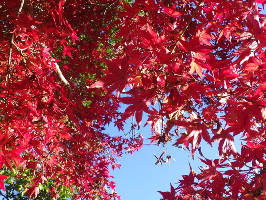【秋の散歩道】朝陽と紅葉に包まれた風景・輝く朝