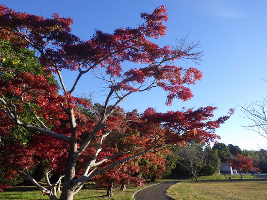 【秋の散歩道】朝陽と紅葉に包まれた風景・輝く朝