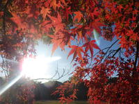 【秋の散歩道】朝陽と紅葉に包まれた風景・輝く朝 2023/11/25 18:28:07