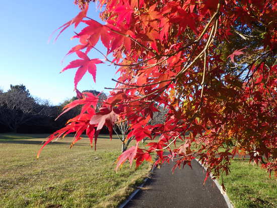 【秋の散歩道】朝陽と紅葉に包まれた風景・輝く朝