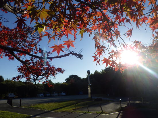 【秋の散歩道】朝陽と紅葉に包まれた風景・輝く朝