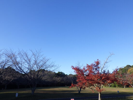 【はままつの空2023】11/20～11/26　一週間の空の欠片まとめ