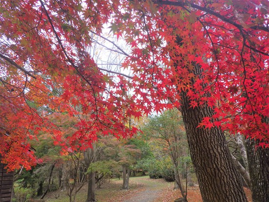 【秋の散歩道】森の水車公園・水車小屋の紅葉世界