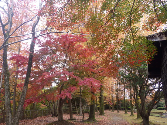 【秋の散歩道】森の水車公園・水車小屋の紅葉世界
