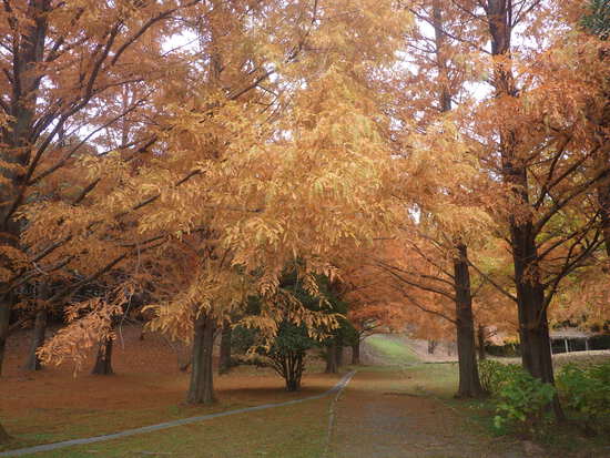 【秋の散歩道】森の水車公園・水車小屋の紅葉世界