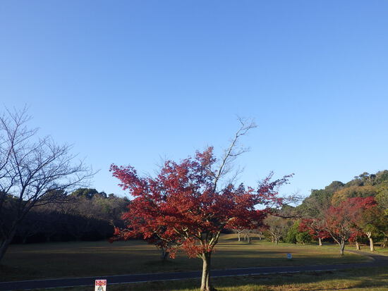 【はままつの空2023】11/27～12/3　一週間の空の欠片まとめ