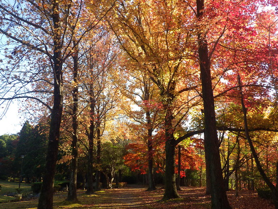 【秋の散歩道】眩しい朝の光の中で紅葉の道を往く