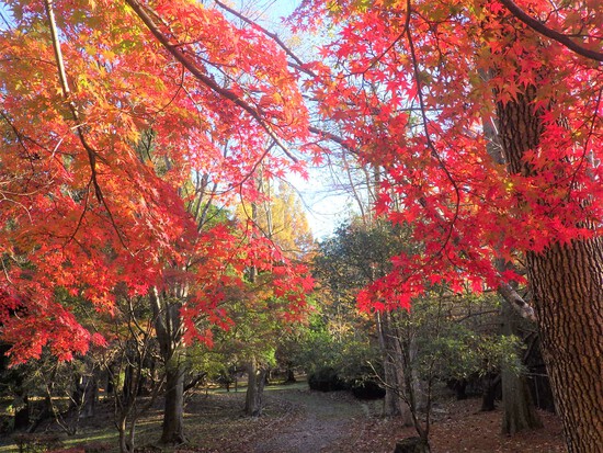 【秋の散歩道】眩しい朝の光の中で紅葉の道を往く