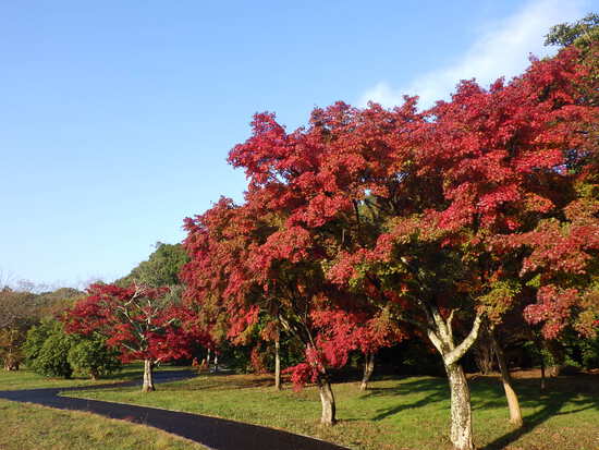 【秋の散歩道】眩しい朝の光の中で紅葉の道を往く