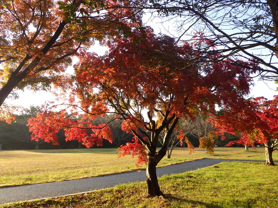 【秋の散歩道】眩しい朝の光の中で紅葉の道を往く