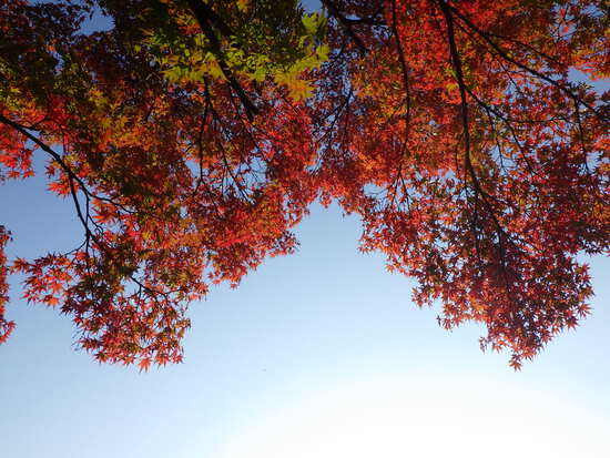 【秋の散歩道】眩しい朝の光の中で紅葉の道を往く