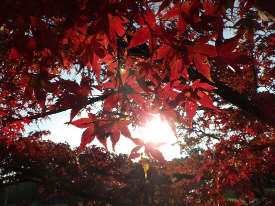【秋の散歩道】眩しい朝の光の中で紅葉の道を往く