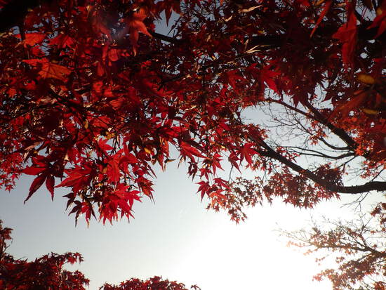 【秋の散歩道】眩しい朝の光の中で紅葉の道を往く
