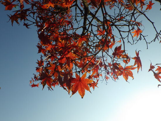 【秋の散歩道】眩しい朝の光の中で紅葉の道を往く