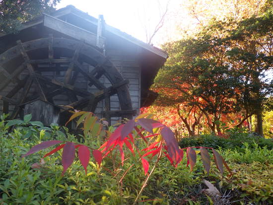 【秋の散歩道】見上げる紅葉は万華鏡・紅葉の世界
