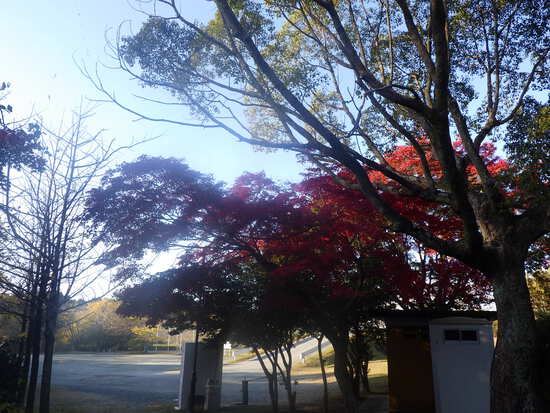【秋の散歩道】見上げる紅葉は万華鏡・紅葉の世界
