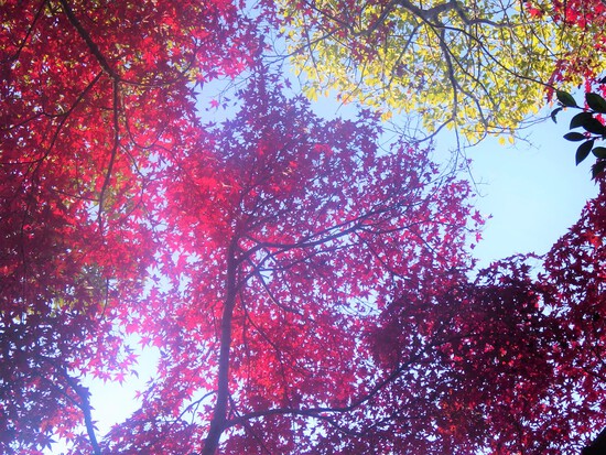 【秋の散歩道】見上げる紅葉は万華鏡・紅葉の世界