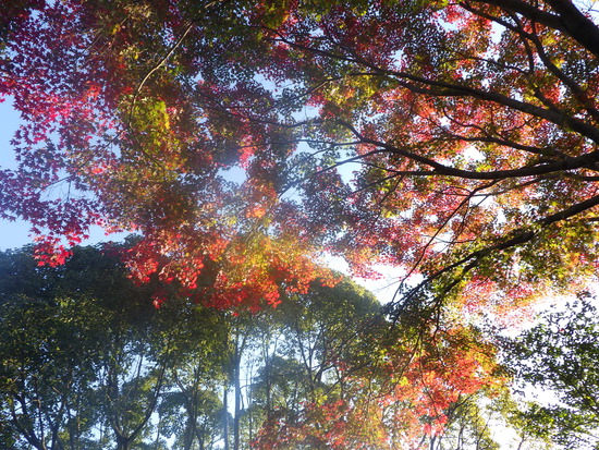 【秋の散歩道】見上げる紅葉は万華鏡・紅葉の世界