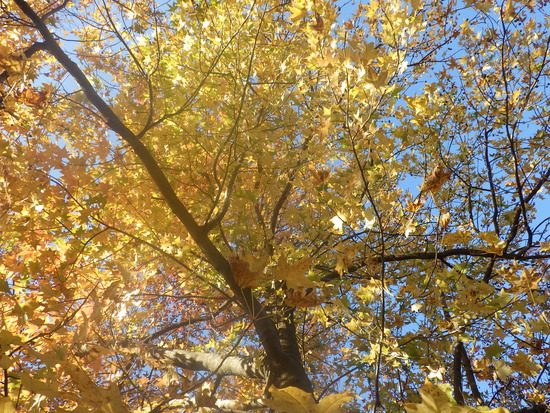 【秋の散歩道】見上げる紅葉は万華鏡・紅葉の世界