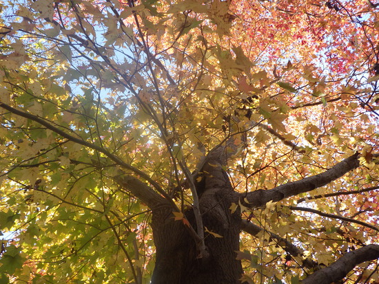 【秋の散歩道】見上げる紅葉は万華鏡・紅葉の世界